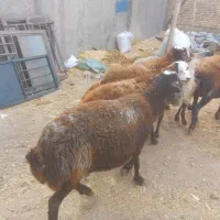 ۳۰راس گوسفند جوان گوشت خالص|حیوانات مزرعه|قزوین, |دیوار