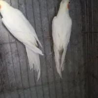 ۵جفت عروس هلندی یک جفت البینو و ۴جفت لوتینو|پرنده|بشاریات, |دیوار