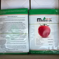 فروش ارقام بذر گوجه فرنگی|خدمات باغبانی و درختکاری|شیراز, بازار|دیوار