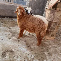 پل ششم