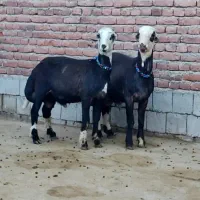 گوسفند نر و ماده|حیوانات مزرعه|اردبیل, |دیوار