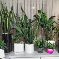 گُل سانسوریا، زاموفیلا|گل و گیاه طبیعی|شاهین‌شهر, فیض|دیوار