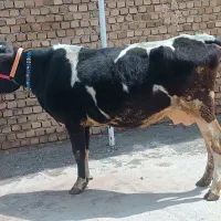گاو