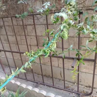 کفی فلزی تخت 2 نفره|تخت و سرویس خواب|تهران, گرگان|دیوار