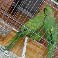 جفت ملنگو مولد کار داده