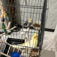 عروس هلندی نر و ماده
