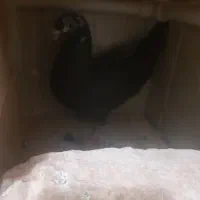 کبوتر|پرنده|اسفراین, |دیوار