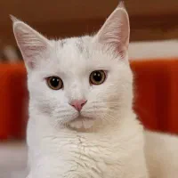 واگذاری میکس پرشین DSH|گربه|نیشابور, هفده شهریور|دیوار