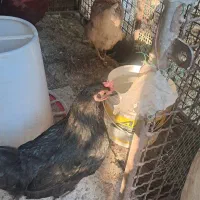 دو تا مرغ تخمگذار محلی