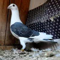 نر دوکت مگس دیوانه گرفتنی