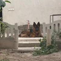 سگ ژرمن