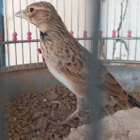 شاه سهره خاکی نر شاه مرغ|پرنده|اصفهان, جاوان|دیوار