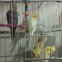 جوجه عروس های زیبا ۲ماهه|پرنده|خرمدره, |دیوار