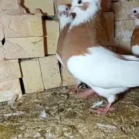 کفتر طوقی و عرب|پرنده|بکتاش, |دیوار