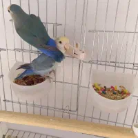 دو عدد طوطی برزیلی زبل ( نر و ماده )|پرنده|کرج, کیانمهر|دیوار