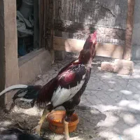 مرغ و خروس لاری اصیل