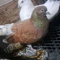 ۳کبوتر برای فروش