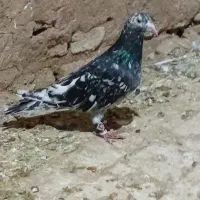 کبوتر پرشی