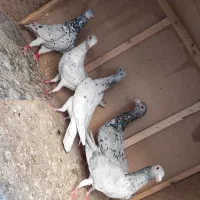 کبوتر طوقی و سار  موقعیت بجنورد|پرنده|بجنورد, |دیوار