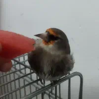 سهره نر، بخون دستی