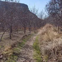 فروش زمین در باغستان درخش ، سرخنگ|فروش زمین و ملک کلنگی|قهستان, |دیوار