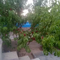 باغ هزار متری محدوده حسین آباد عاشوری|فروش آپارتمان|بهار, |دیوار
