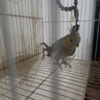 عروس هلندی