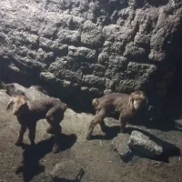 دو عدد بره شیری