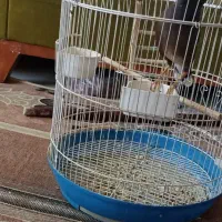 مرغ مینا همراه با قفس|پرنده|شیراز, کوشک میدان|دیوار