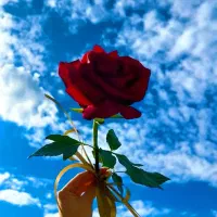 یک کیف مدارک گمشده ب نام آژ