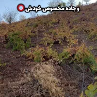 باغ انگور درجه یک 7 هزار متر|فروش دفتر صنعتی، کشاورزی، تجاری|نمشیر, |دیوار