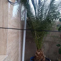 نخل 27ساله|گل و گیاه طبیعی|میانه, |دیوار