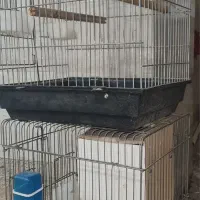 قفس|لوازم جانبی حیوانات|اهواز, زیتون کارگری|دیوار