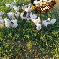 مرغ خروس برهما لایت