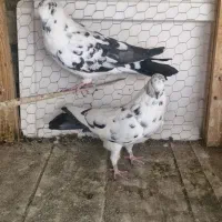 کفتر پرشی|پرنده|کاشان, فاز ۱ ناجی آباد|دیوار