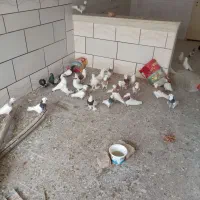 کبوتر طوقی.