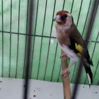 مادهسهرهکارداده