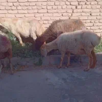 میش گوشتی داشتی