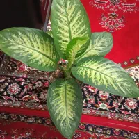 گل آپارتمانی