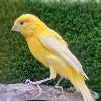 قناری|پرنده|ساوه, |دیوار