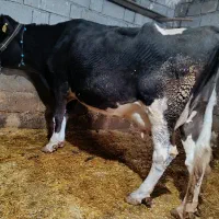 گاو شیری هلشتاین سمینتال