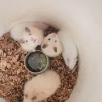 همستر|موش و خرگوش|یزد, |دیوار