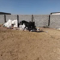 نریون ۱ سال و۶ماهه