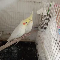 عروس معاوضه با قناری