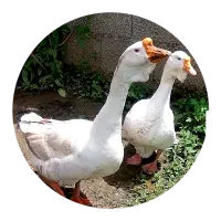 قو غاز لیندا|حیوانات مزرعه|صومعه‌سرا, |دیوار