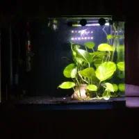 اکواریوم شیشه خم