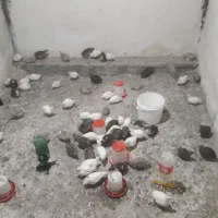 بلدرچین ۷۰روزه