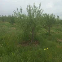 فروش باغ بادام