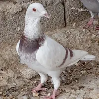 غوره زرد شامی پیازی کرم|پرنده|وحدتیه, |دیوار