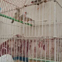 فنج جفت وتکی۱۰۰ هزار تومان|پرنده|تبریز, |دیوار